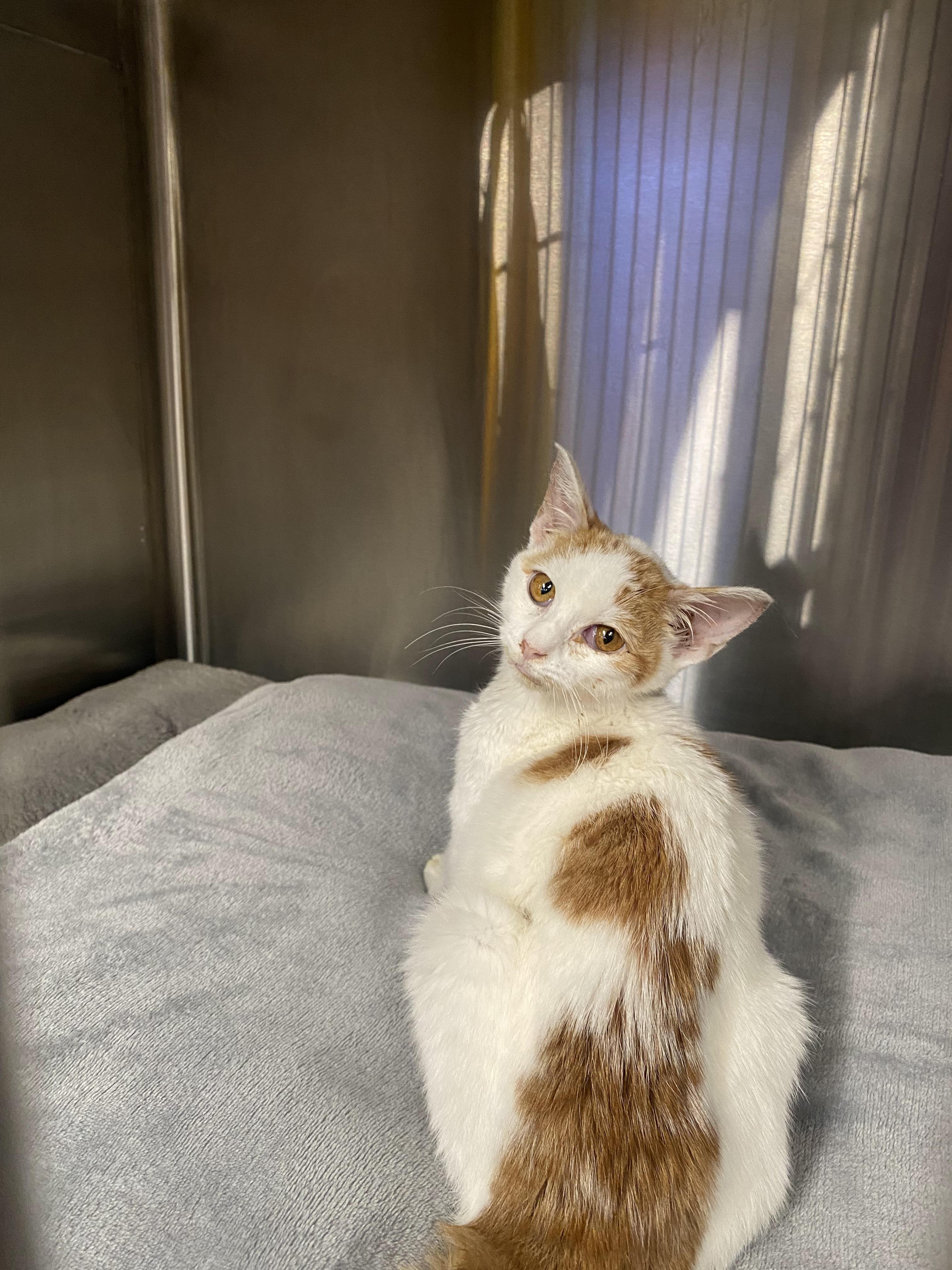 Enlarge Eggnog, a Adoptable mixed breed in Lakewood, CO image 2/3