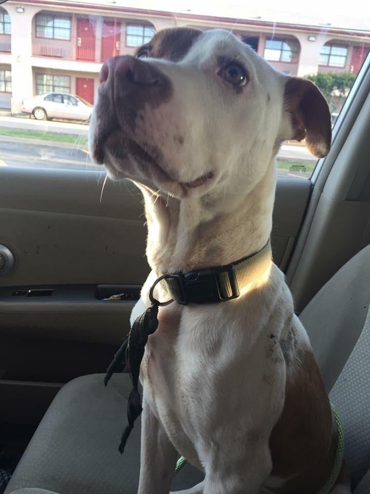 Bigby, Adoptable, Puppy Male Pit Bull Terrier.