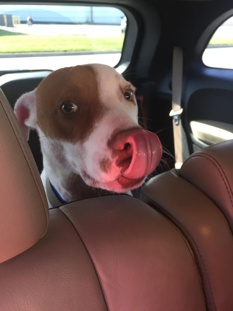 Enlarge Bigby, a Adoptable mixed breed in Mesquite, TX image 2/4