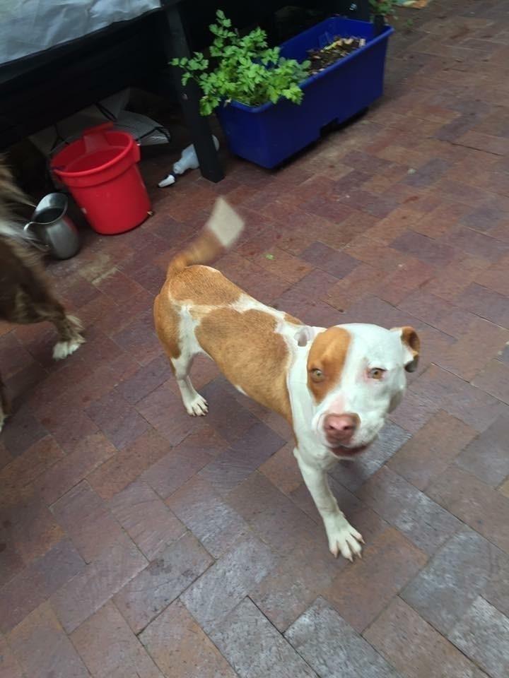 Bigby, Adoptable, Puppy Male Pit Bull Terrier.