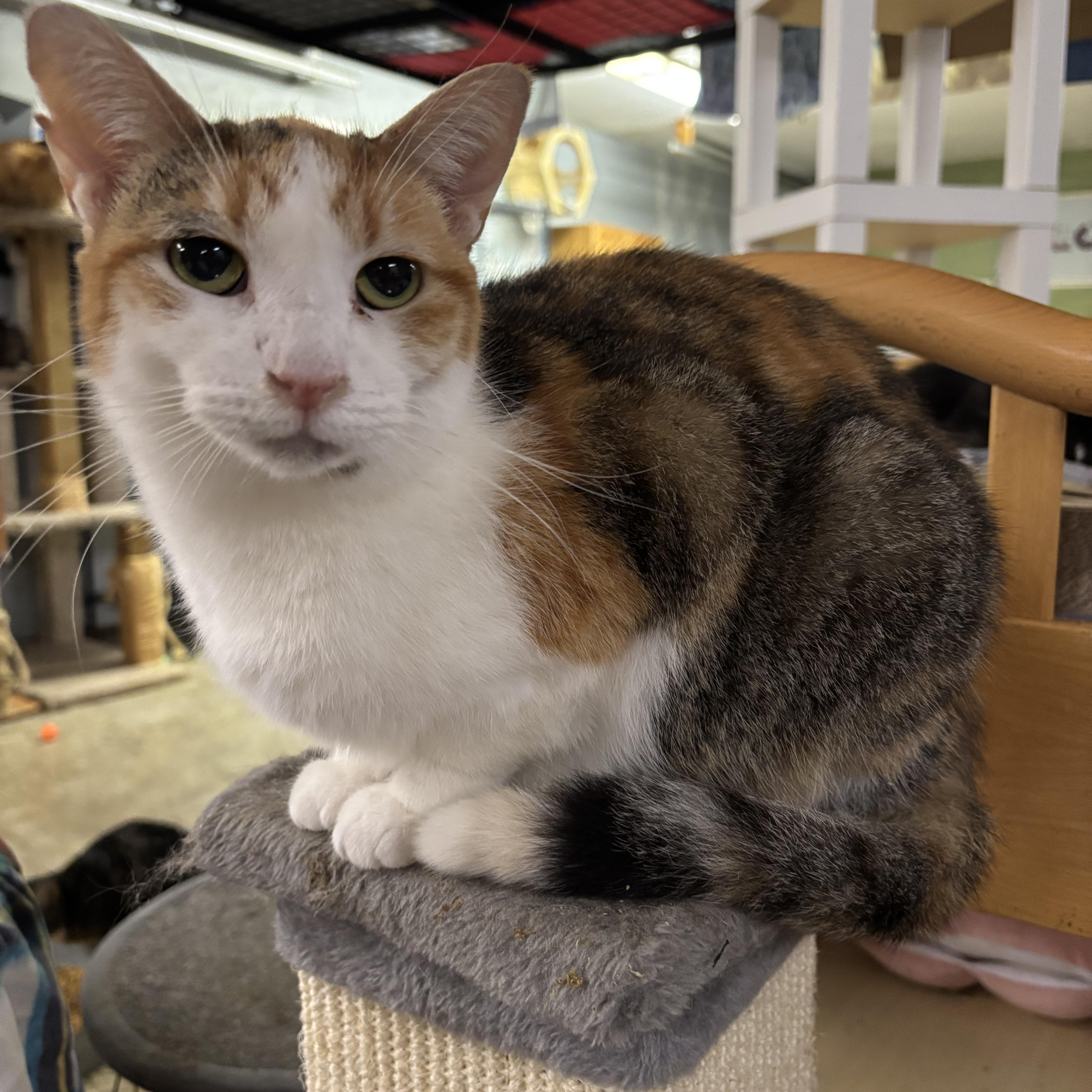 Almond, Adoptable, Adult Female Domestic Short Hair.