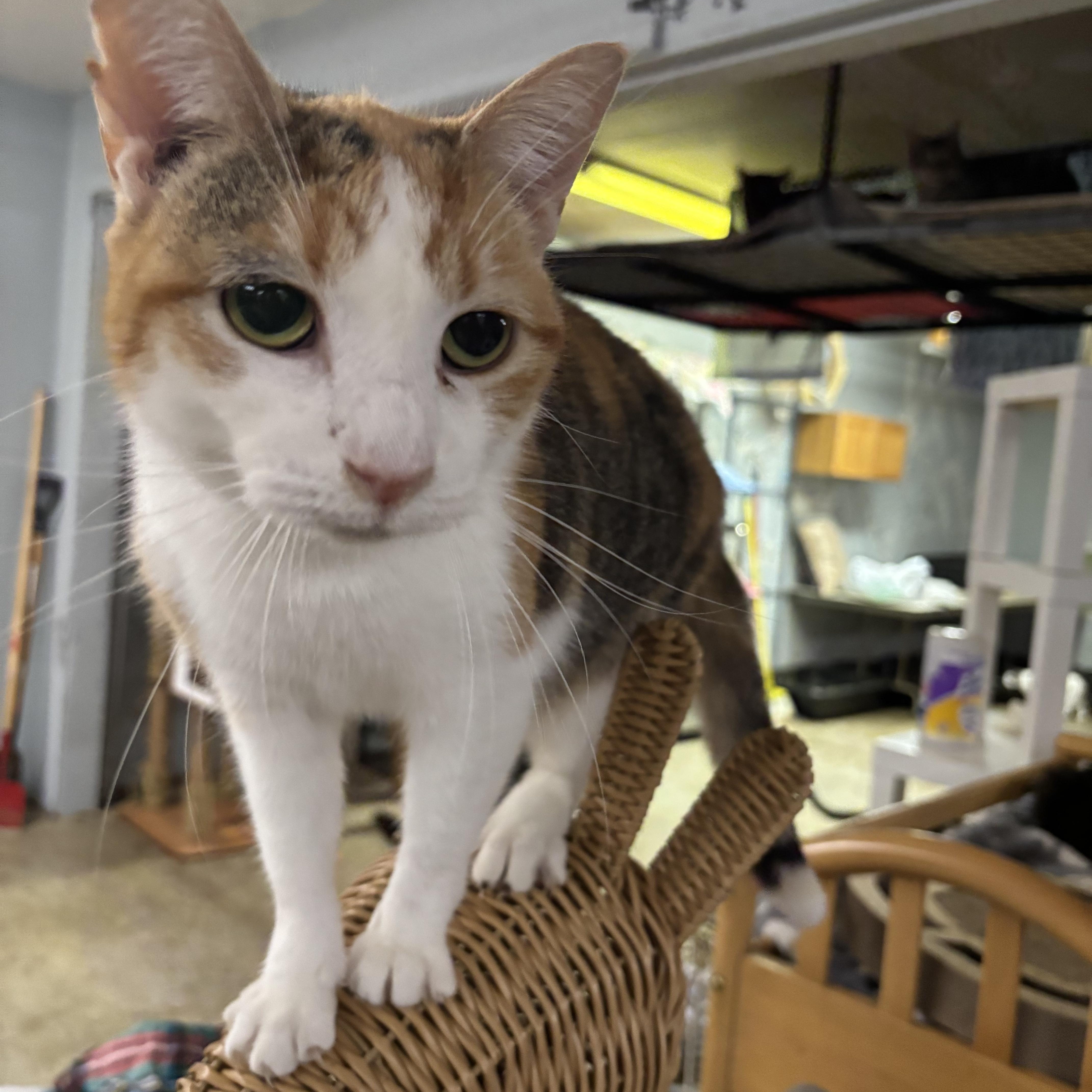 Almond, a Adoptable Domestic Short Hair in Pardeeville, WI image 2/2