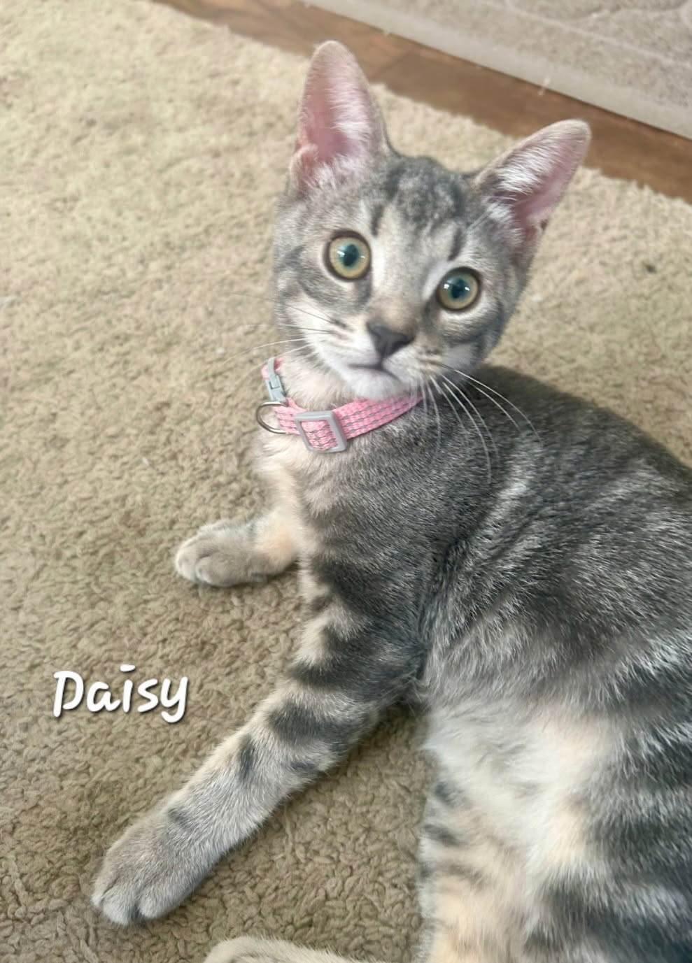 Daisy, Adopted, Kitten Female Domestic Short Hair.