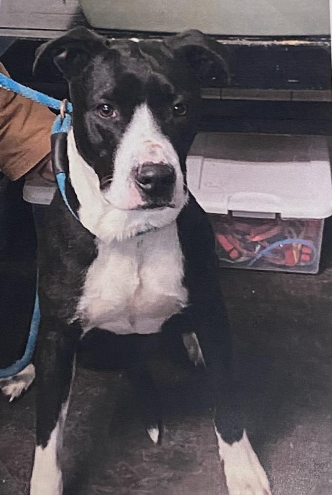 Enlarge Mario, a Adoptable mixed breed in Fort Madison, IA image 2/2