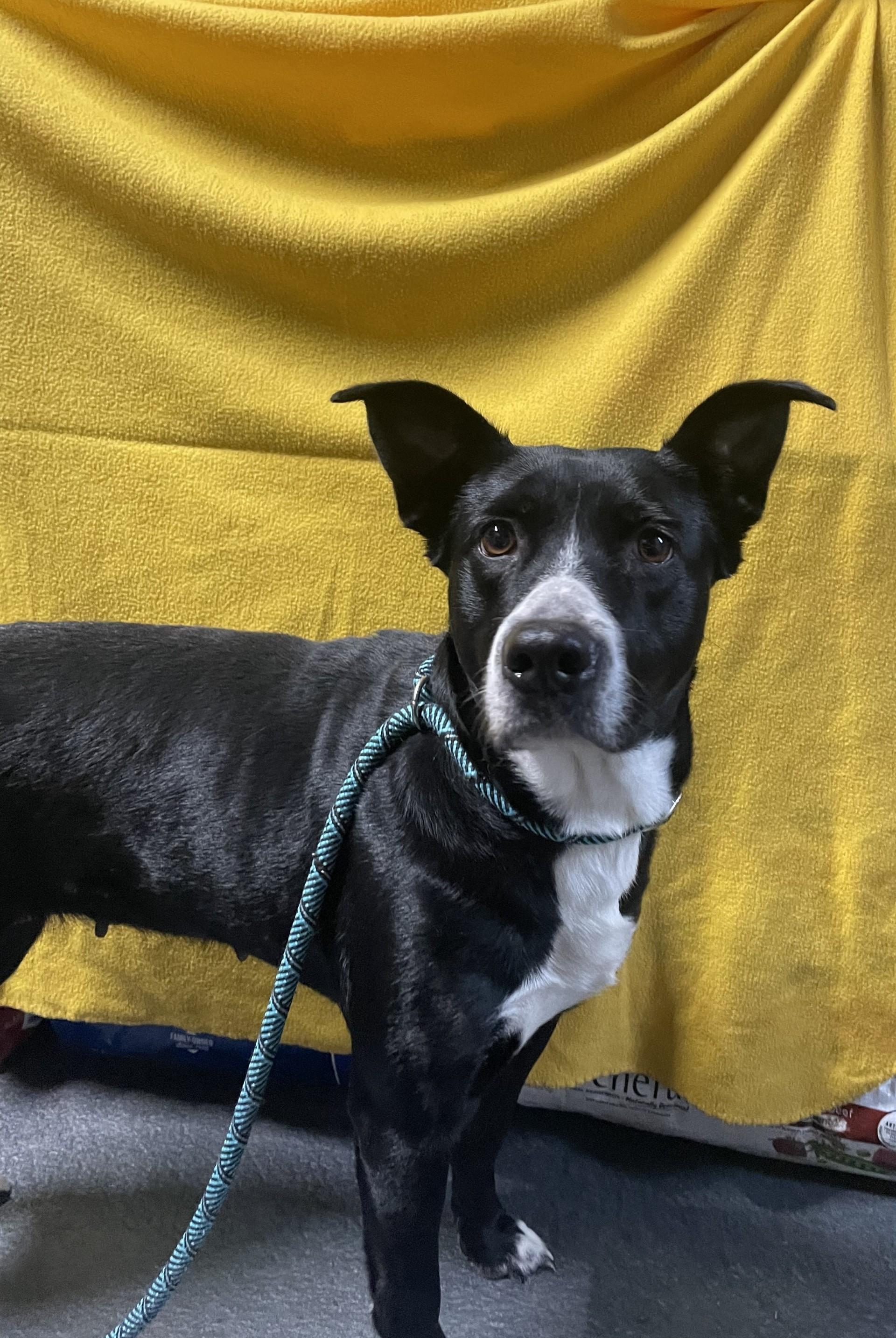 Athena, Adult Female Australian Cattle Dog / Blue Heeler