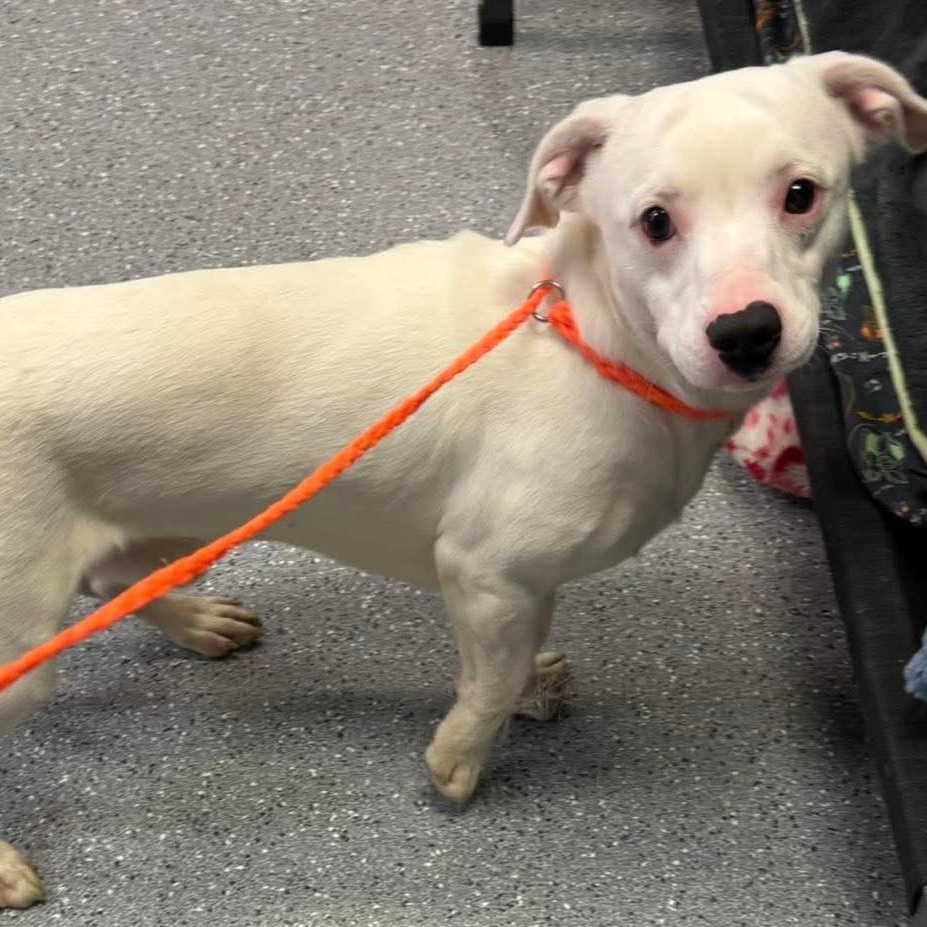 Enlarge Jerry, a Adoptable mixed breed in Watertown, NY image 1/1