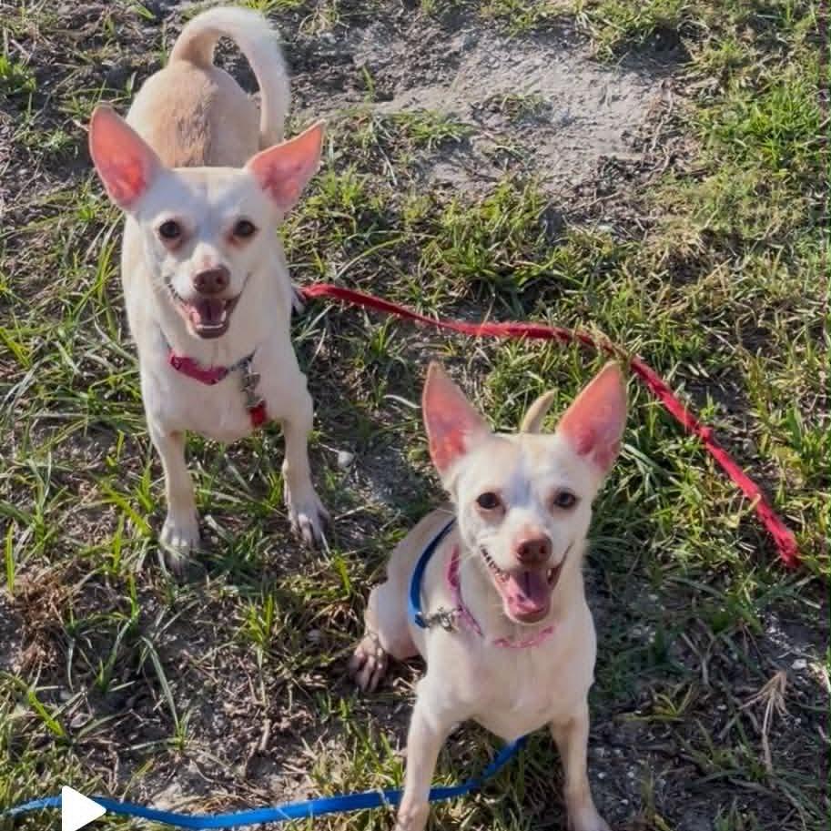 Enlarge Charlotte (Bonded with Savannah), a Adoptable mixed breed in TITUSVILLE, FL image 1/4