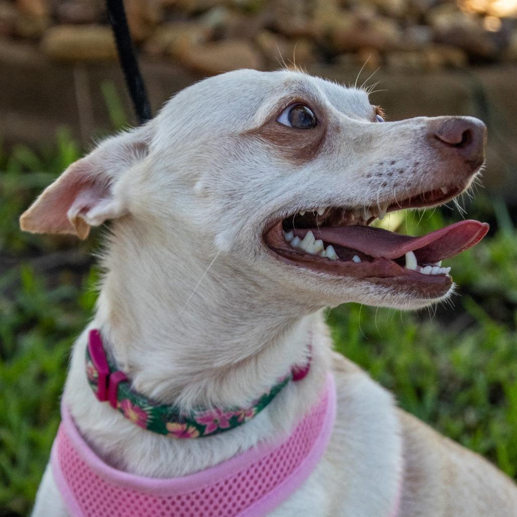 Enlarge Charlotte (Bonded with Savannah), a Adoptable mixed breed in TITUSVILLE, FL image 2/4