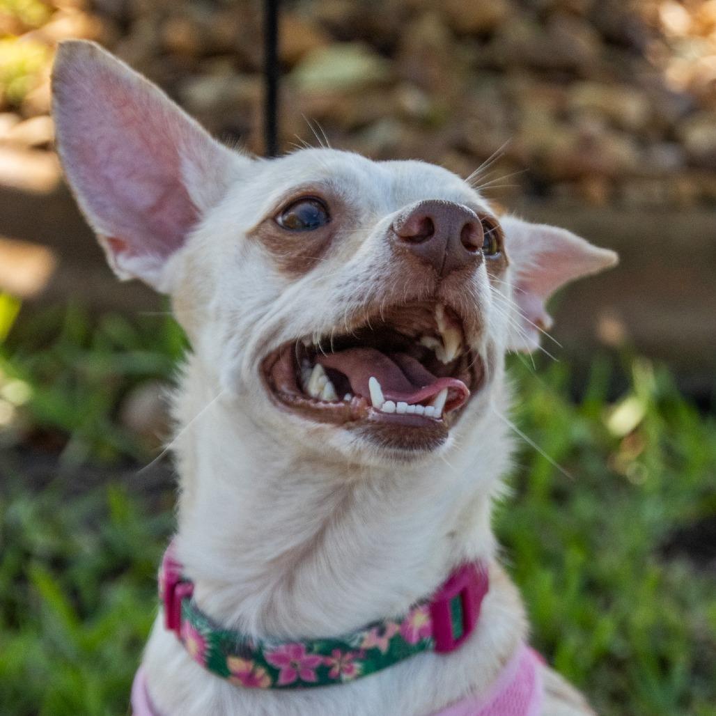 Enlarge Charlotte (Bonded with Savannah), a Adoptable mixed breed in TITUSVILLE, FL image 3/4
