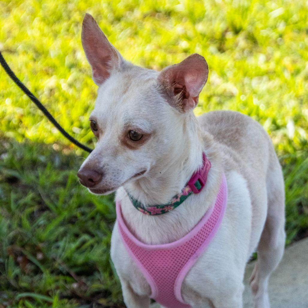 Enlarge Charlotte (Bonded with Savannah), a Adoptable mixed breed in TITUSVILLE, FL image 4/4