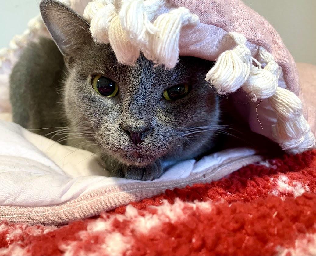 Edgar Allen, Adoptable, Young Male Domestic Short Hair.