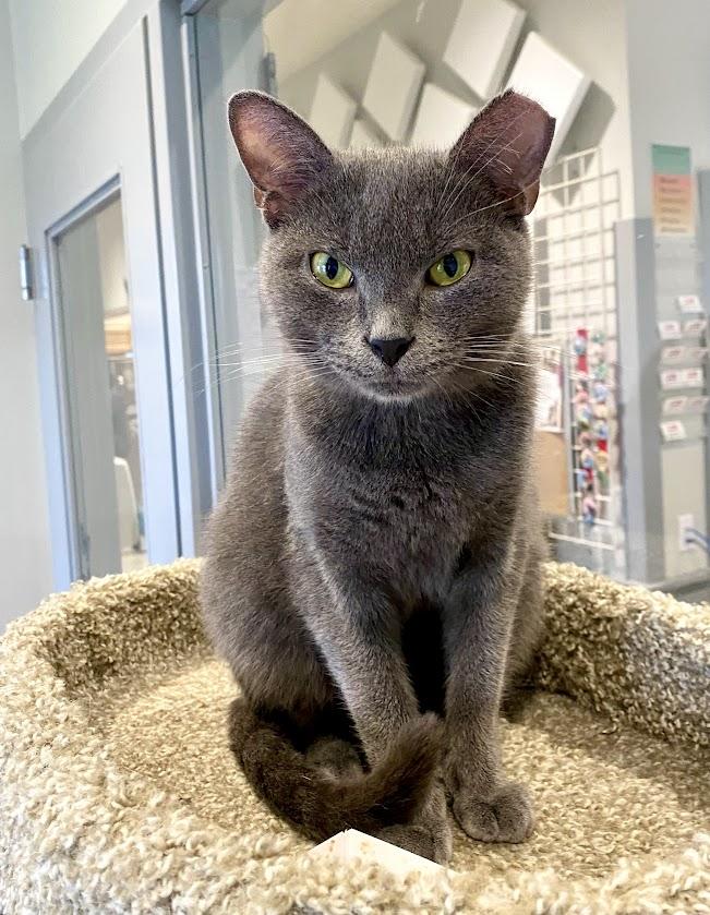 Edgar Allen, a Adoptable Domestic Short Hair in Lafayette, NJ image 2/2