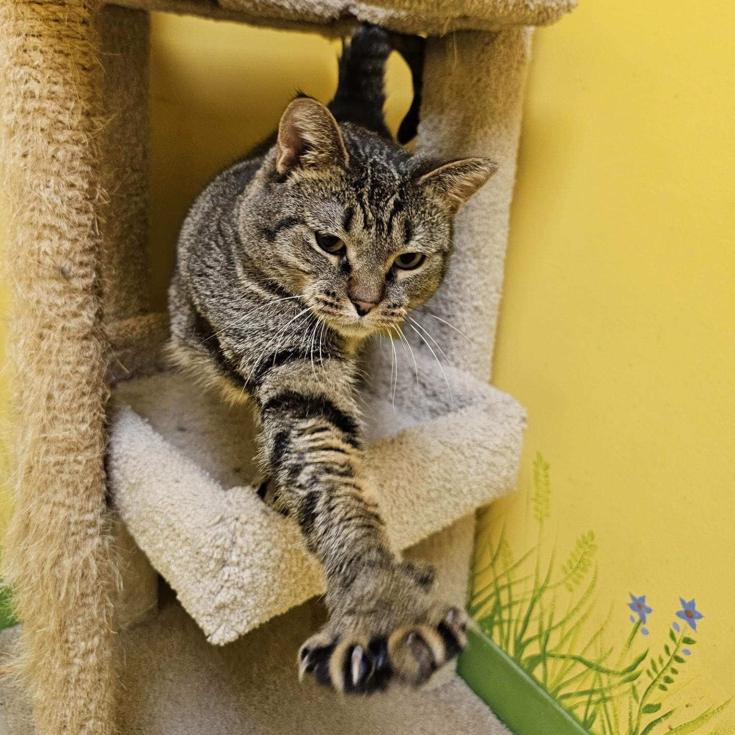 Magick, Adoptable, Young Female Domestic Short Hair.