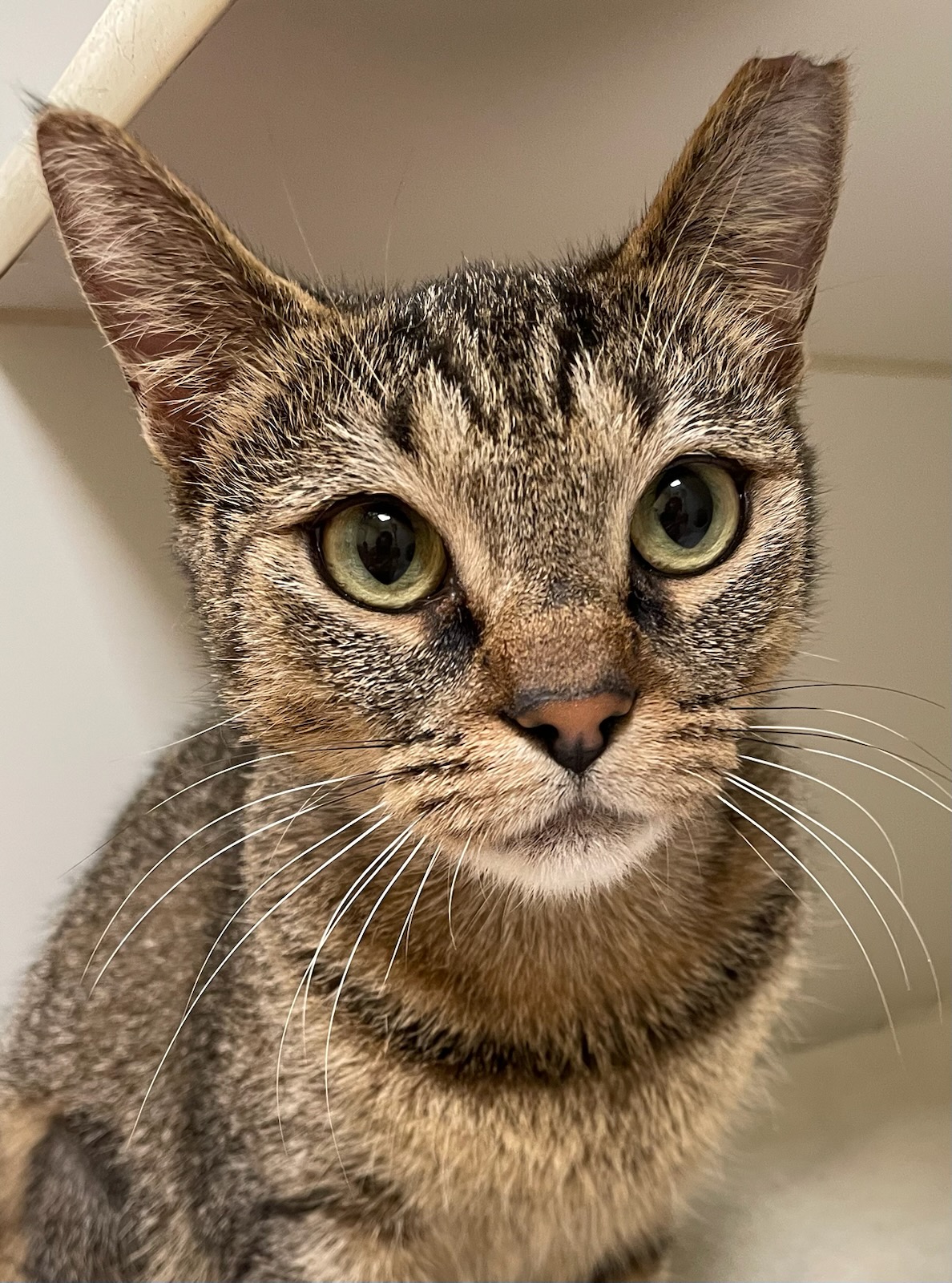 Magick, a Adoptable Domestic Short Hair in Norwalk, CT image 2/4