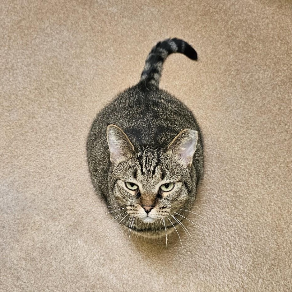 Magick, a Adoptable Domestic Short Hair in Norwalk, CT image 3/4