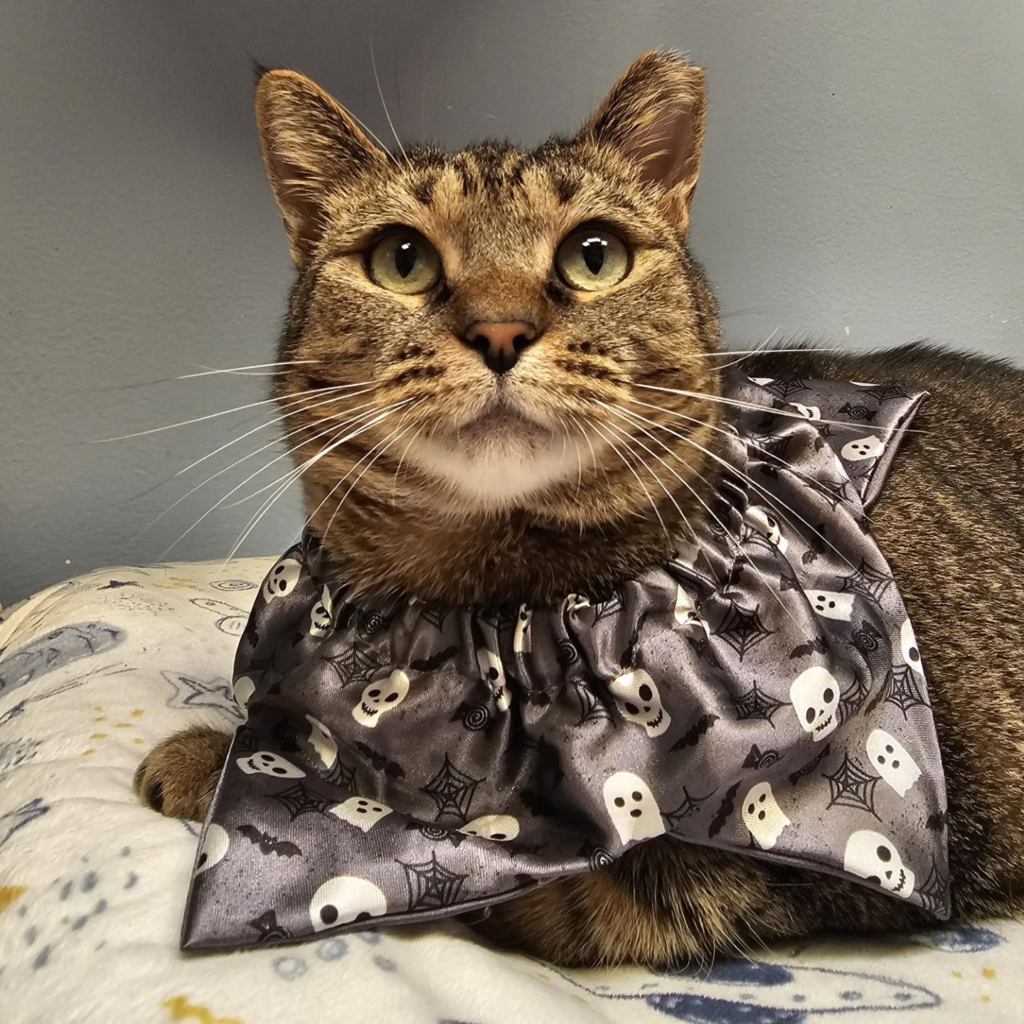 Magick, a Adoptable Domestic Short Hair in Norwalk, CT image 4/4