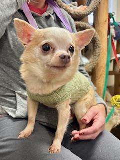 Enlarge Tanner, an adopted Chihuahua in North Canton, OH image 2/3