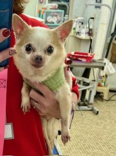 Enlarge Tanner, an adopted Chihuahua in North Canton, OH image 3/3