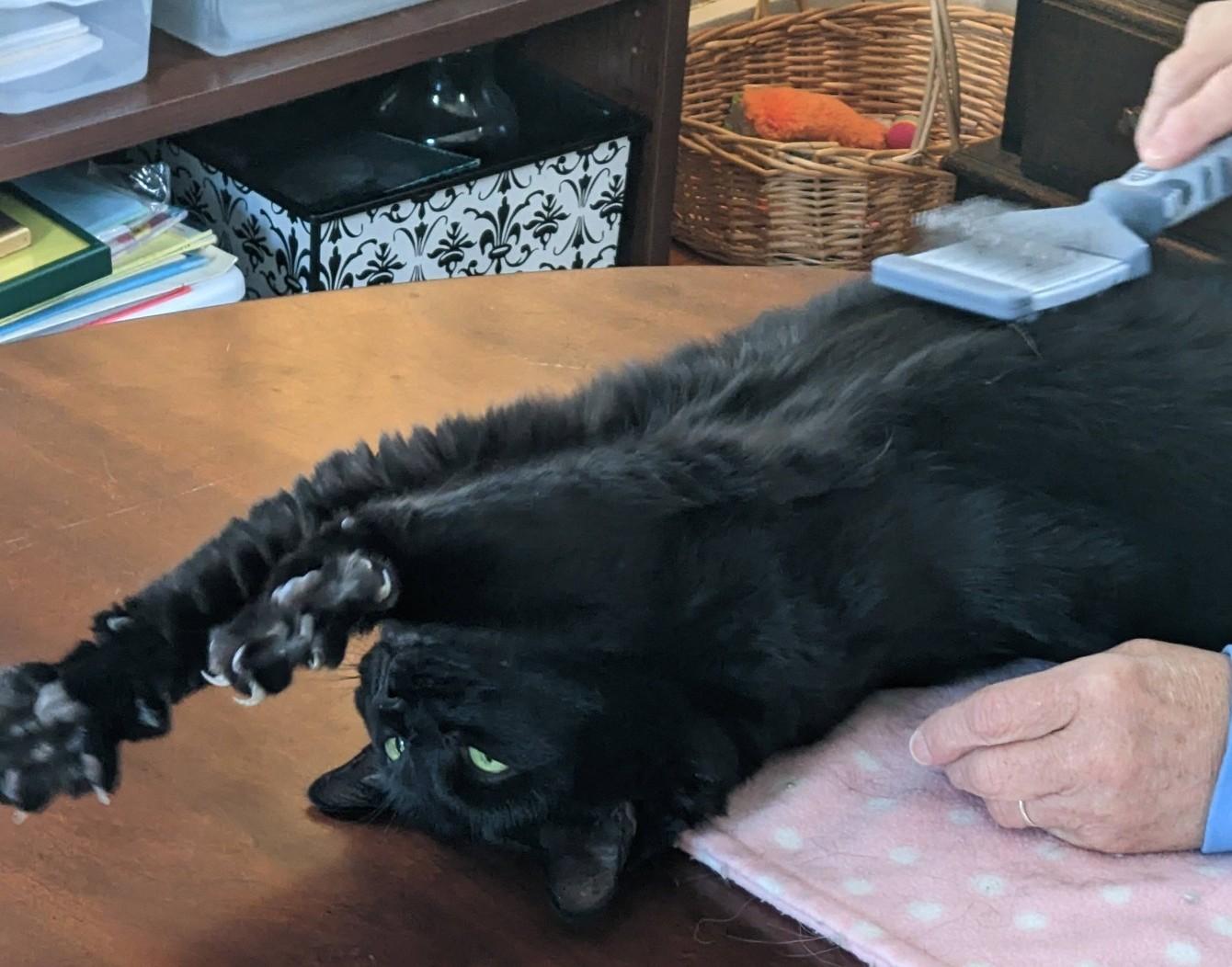 Enlarge Zoe, an adopted Domestic Short Hair in Bath, ME image 2/6