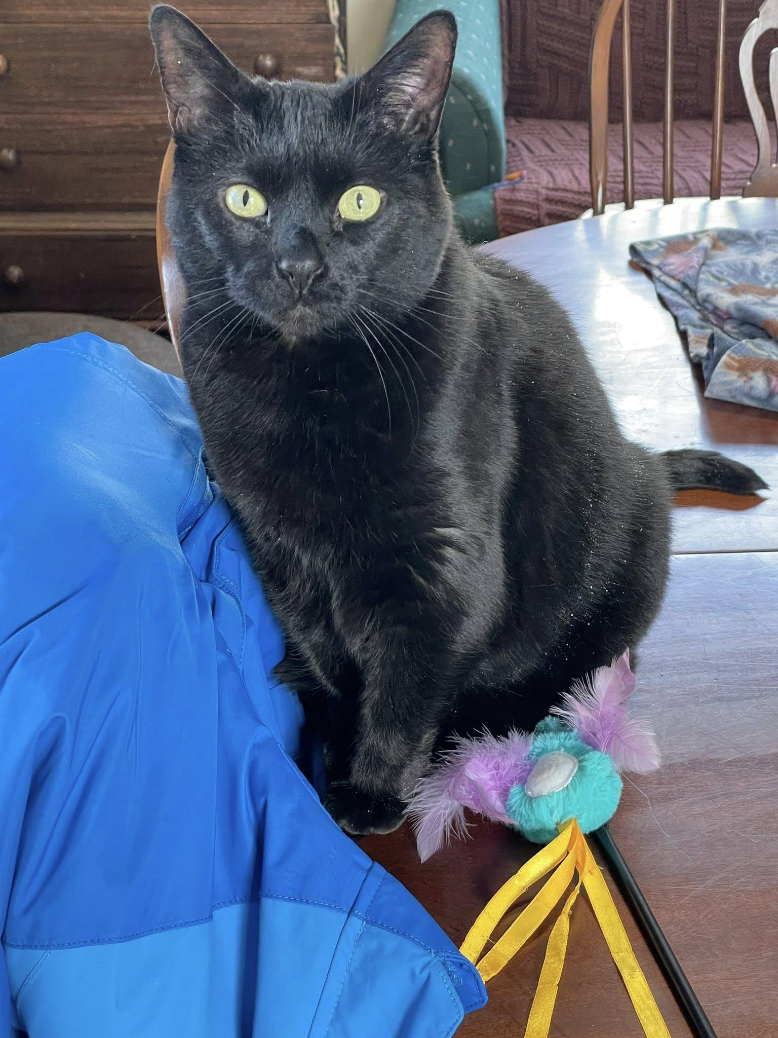 Enlarge Zoe, an adopted Domestic Short Hair in Bath, ME image 4/6