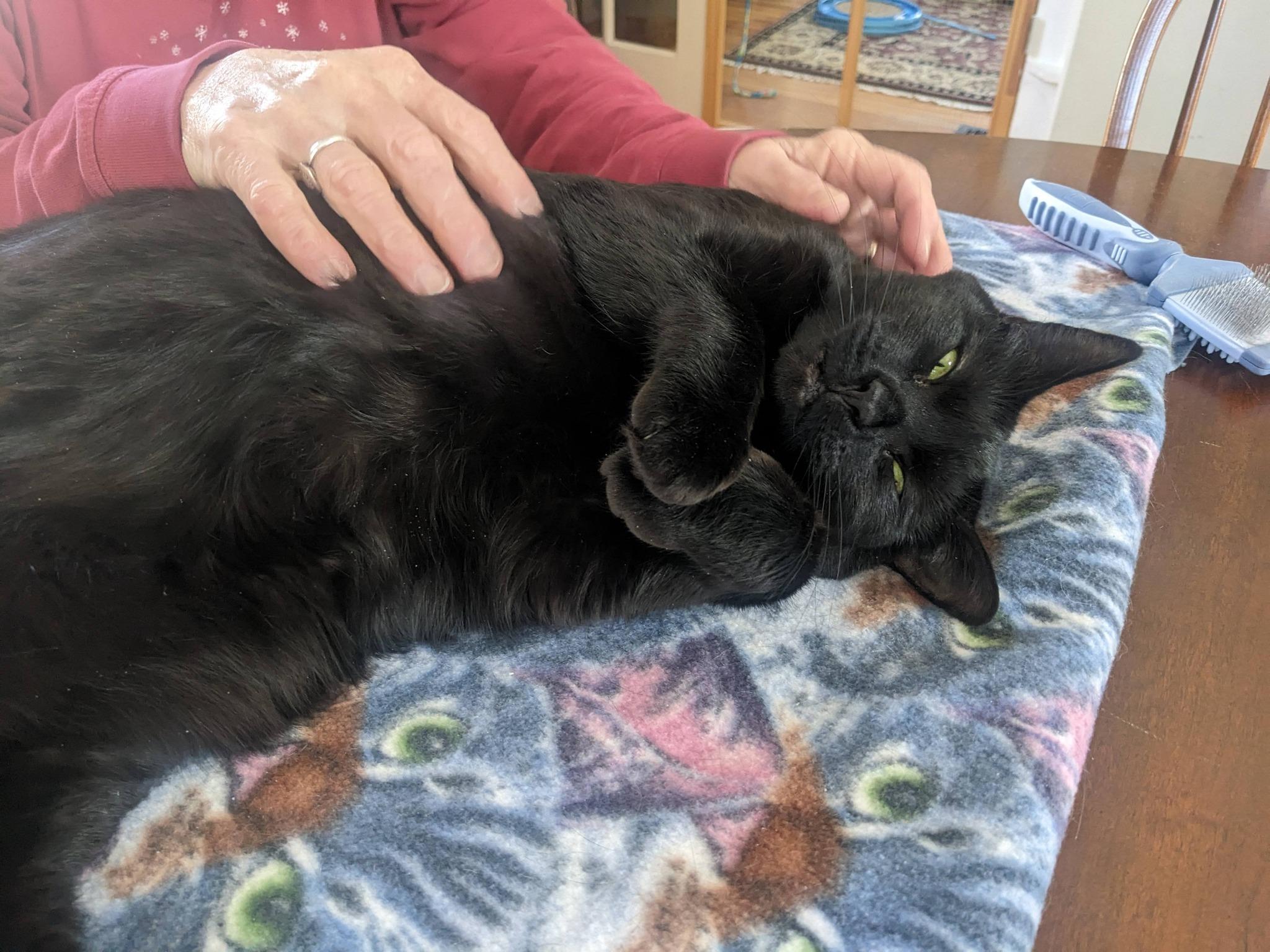 Enlarge Zoe, an adopted Domestic Short Hair in Bath, ME image 1/6