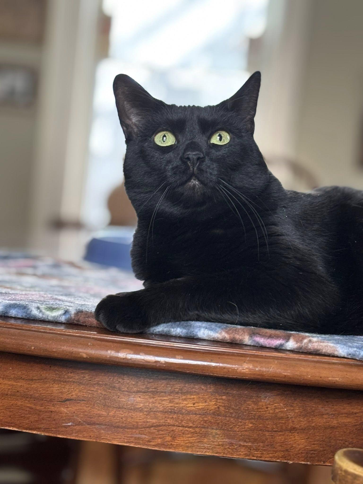 Enlarge Zoe, an adopted Domestic Short Hair in Bath, ME image 3/6