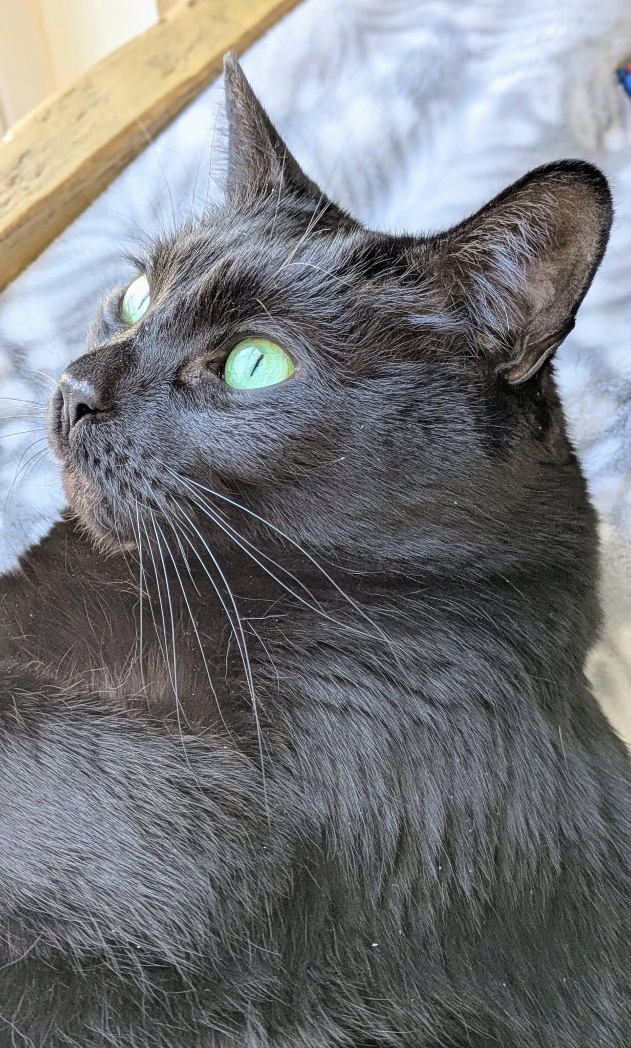 Enlarge Zoe, an adopted Domestic Short Hair in Bath, ME image 5/6