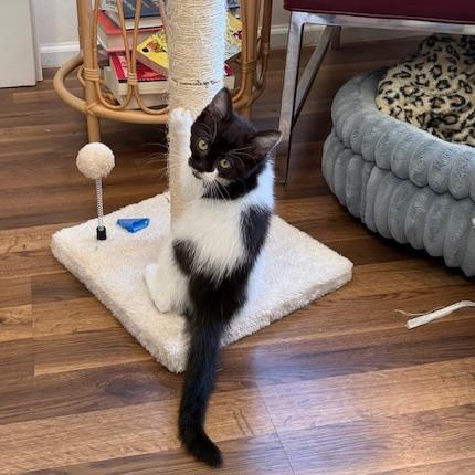 Stevie Nicks, an adopted Domestic Short Hair in Portland, OR image 1/6