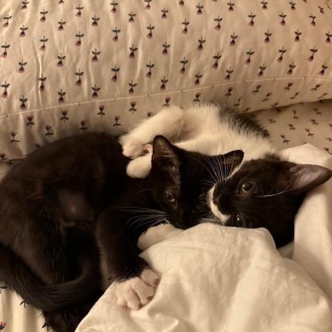 Stevie Nicks, an adopted Domestic Short Hair in Portland, OR image 6/6