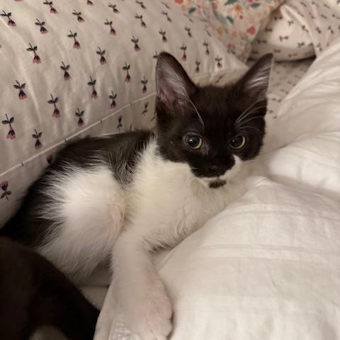 Stevie Nicks, an adopted Domestic Short Hair in Portland, OR image 2/6