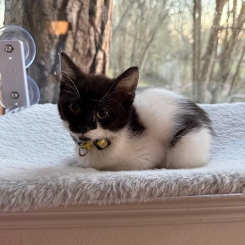 Stevie Nicks, an adopted Domestic Short Hair in Portland, OR image 4/6