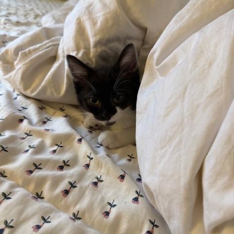 Stevie Nicks, an adopted Domestic Short Hair in Portland, OR image 3/6