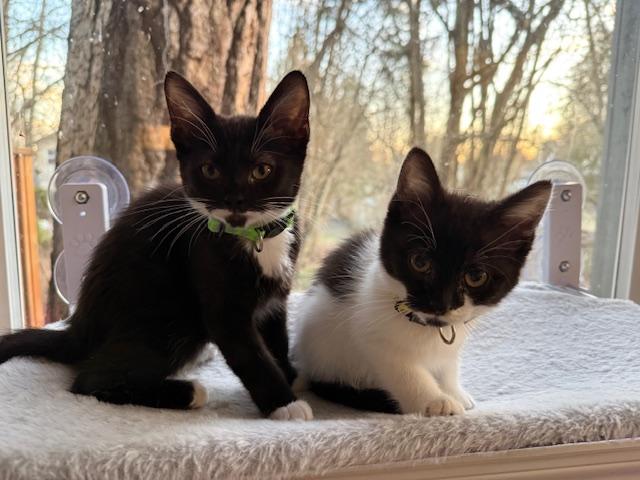 Stevie Nicks, an adopted Domestic Short Hair in Portland, OR image 5/6