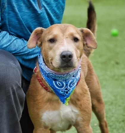 Dino, Adoptable, Adult Male Golden Retriever & Schnauzer.