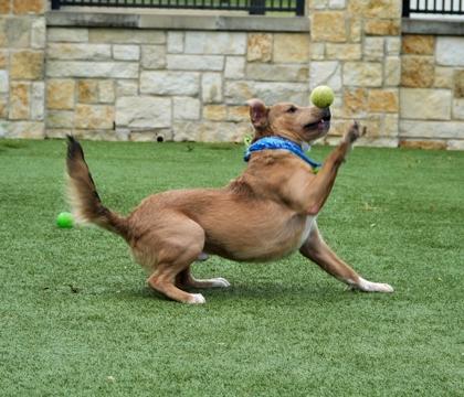 Enlarge Dino, a Adoptable mixed breed in North Richland Hills, TX image 2/3