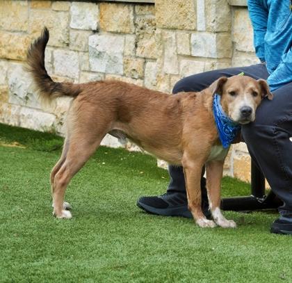Enlarge Dino, a Adoptable mixed breed in North Richland Hills, TX image 3/3