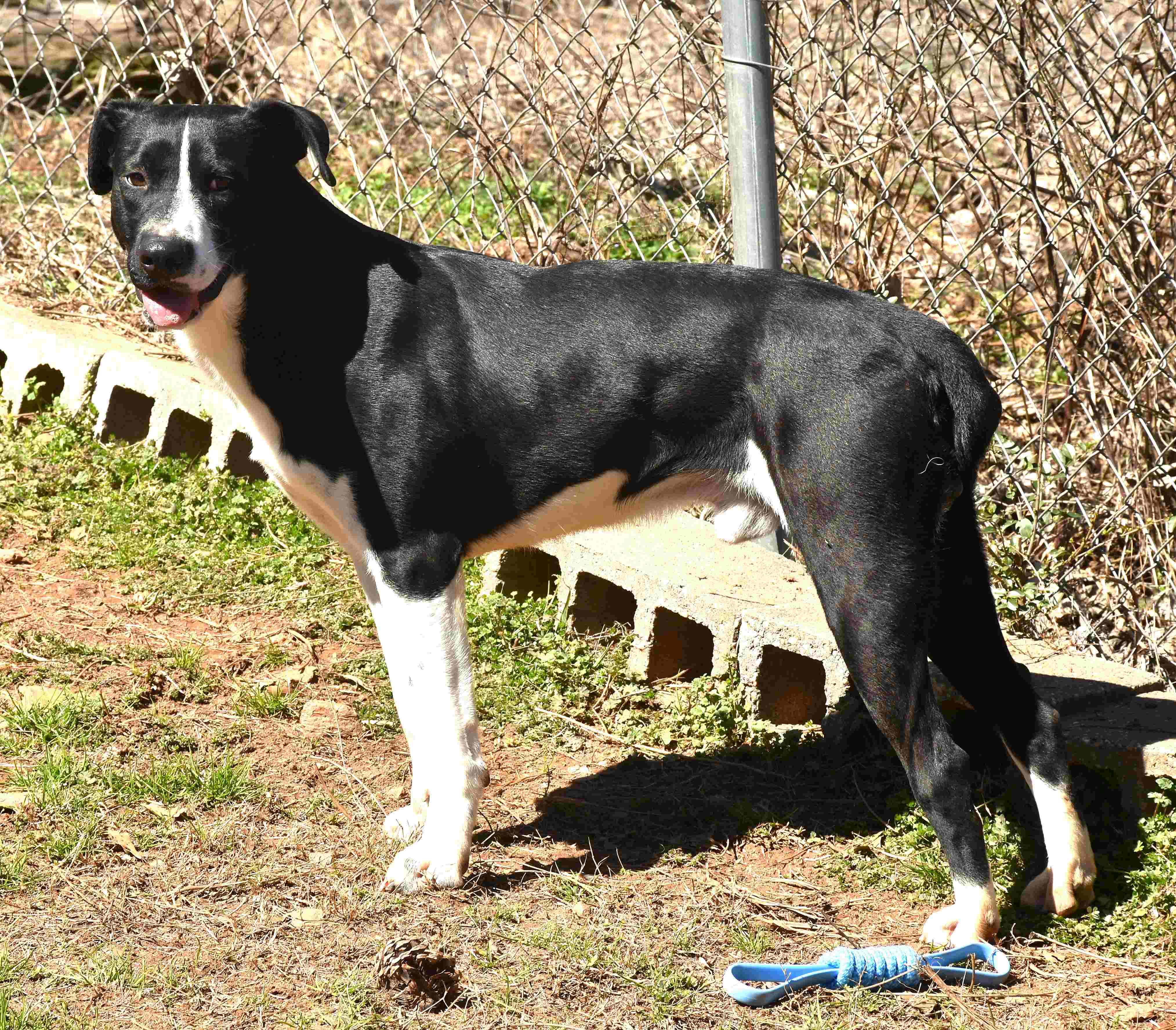 Hank, a Adoptable mixed breed in Wedowee, AL image 3/6
