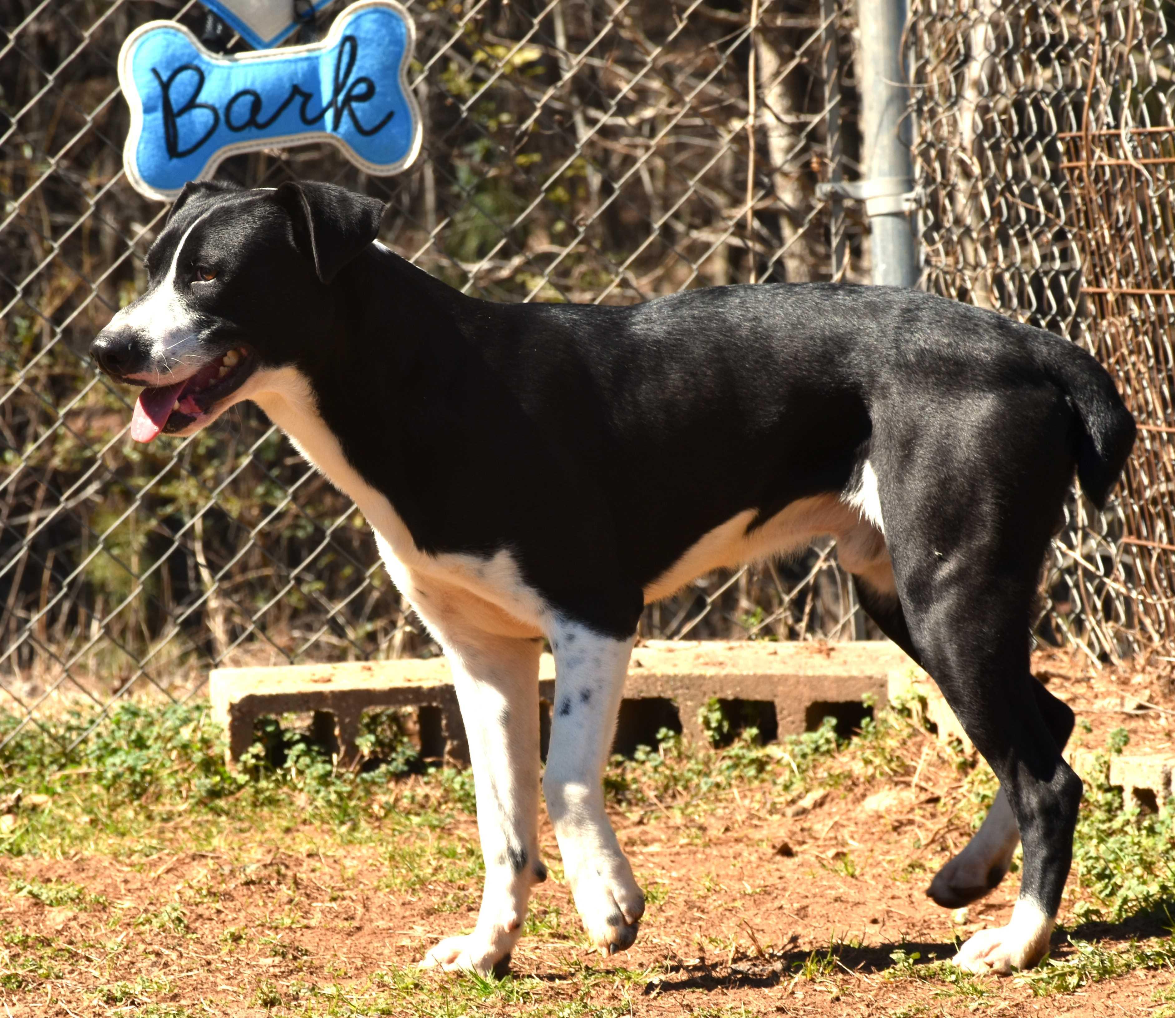 Hank, a Adoptable mixed breed in Wedowee, AL image 5/6