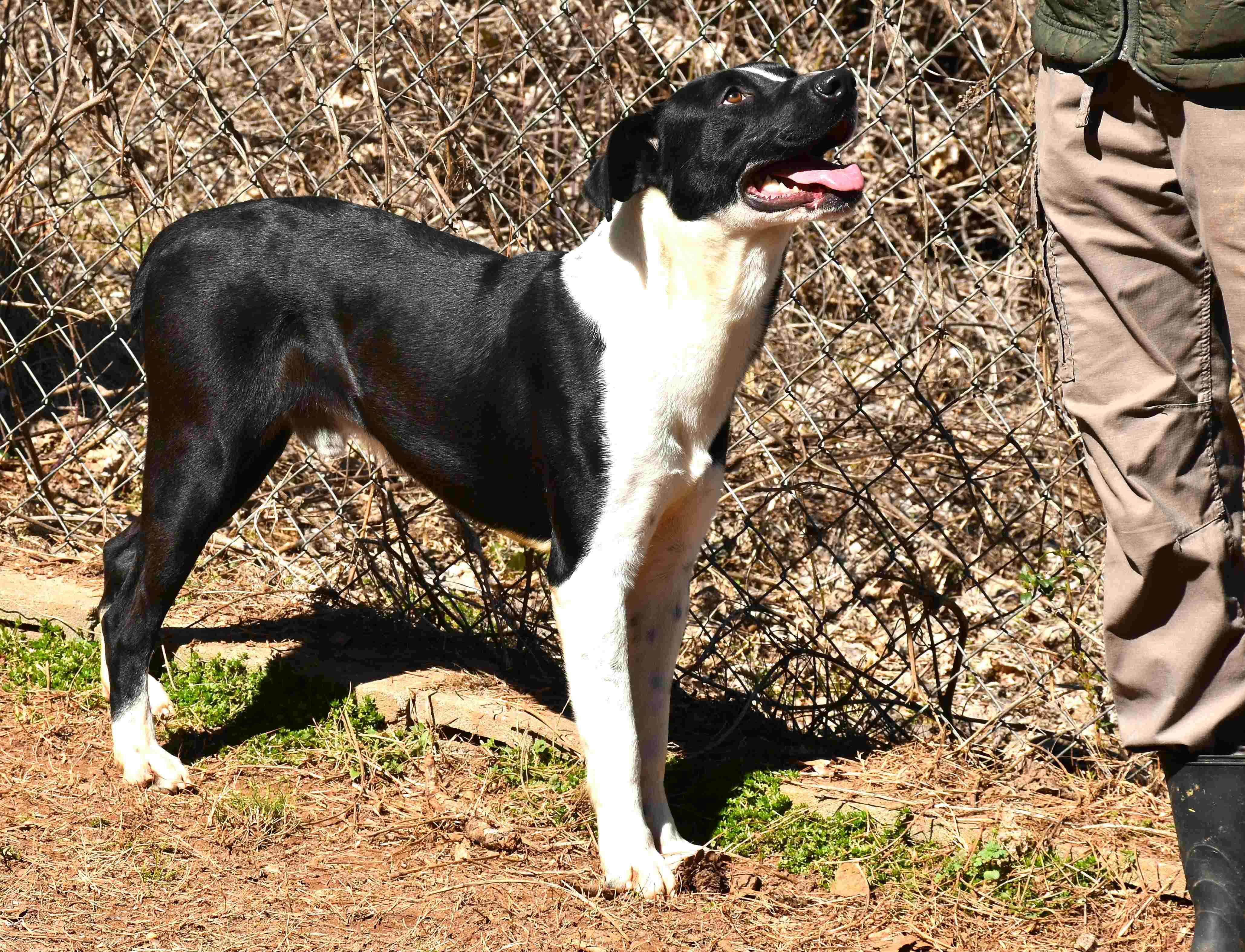 Hank, a Adoptable mixed breed in Wedowee, AL image 6/6