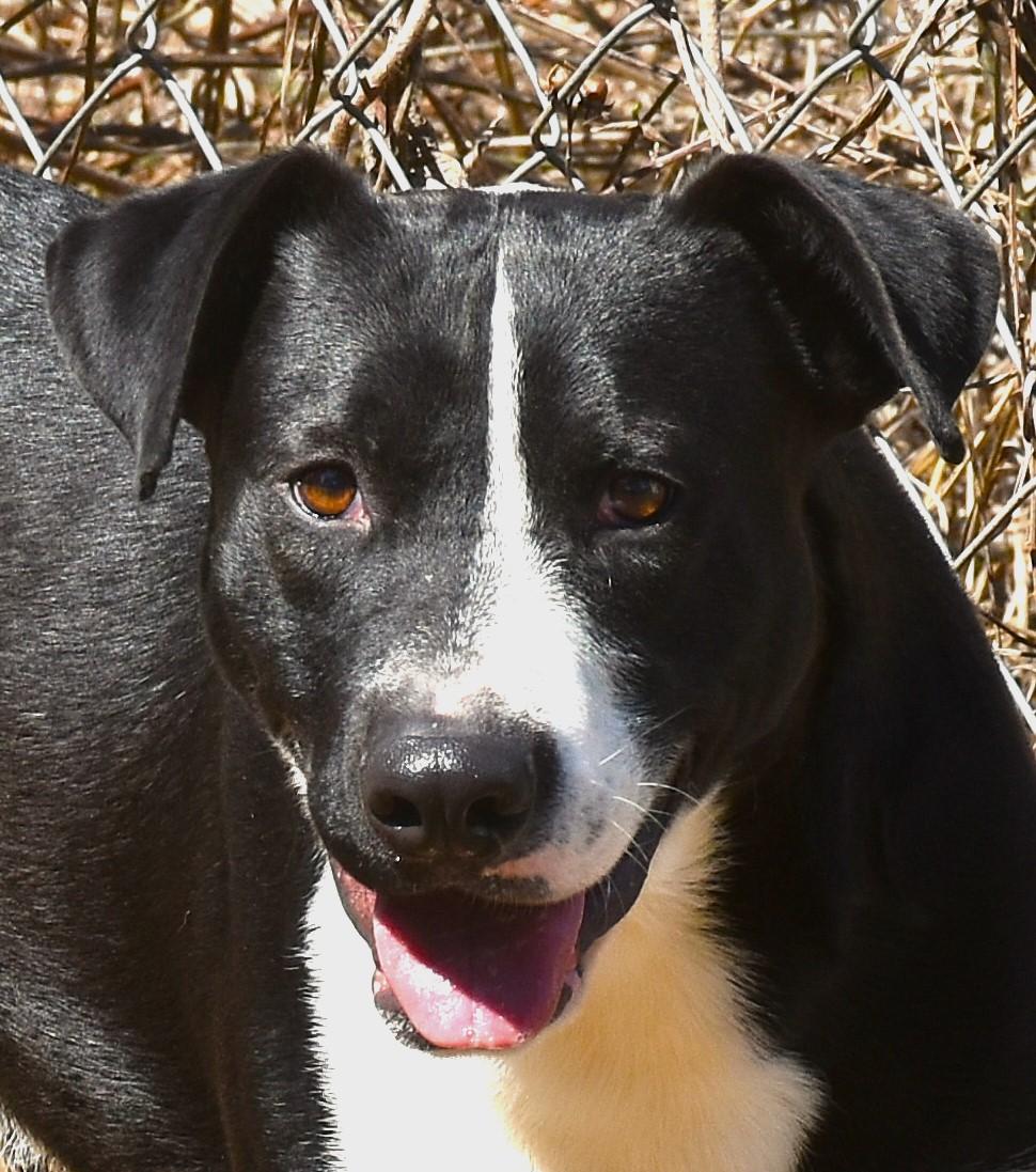 Hank, a Adoptable mixed breed in Wedowee, AL image 4/6