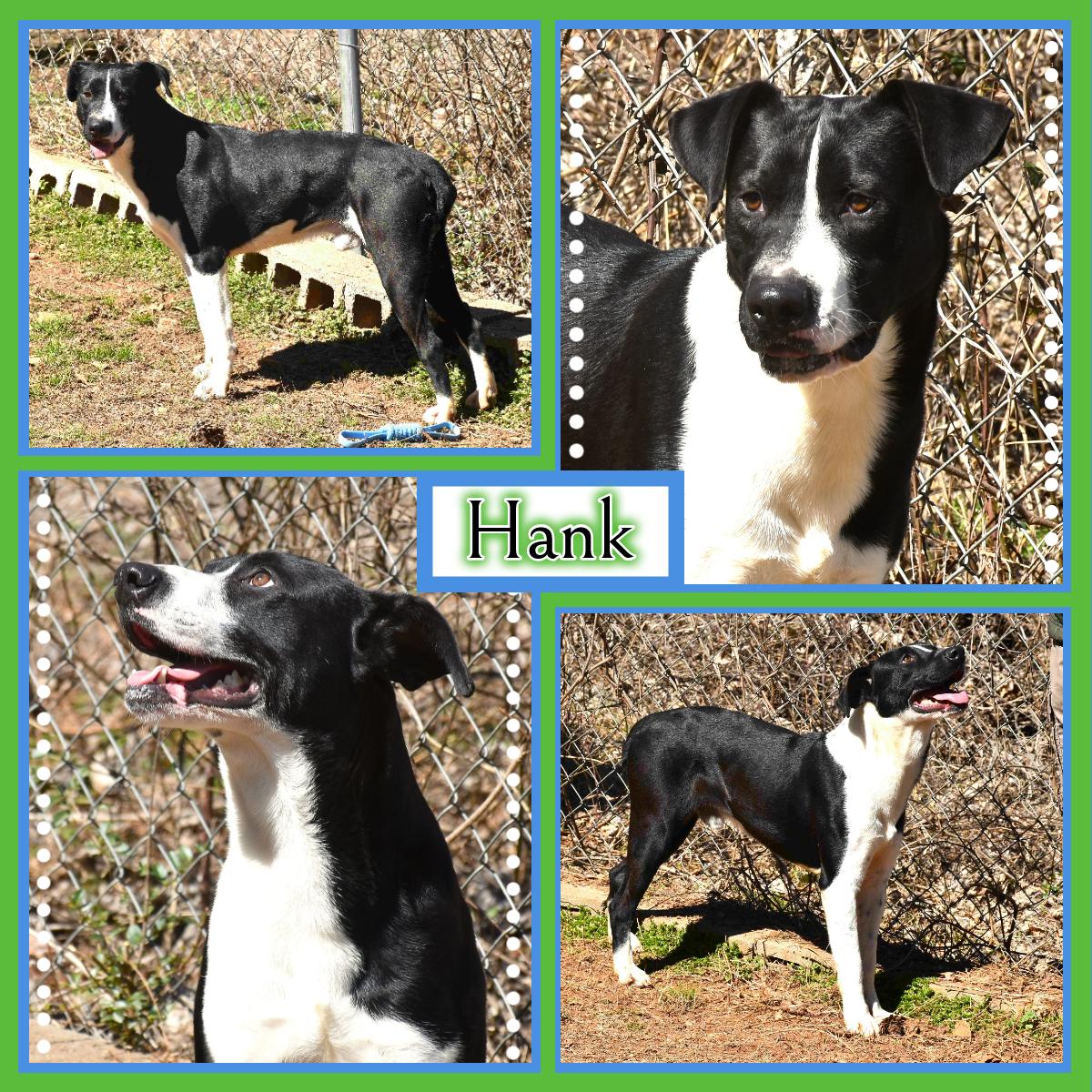 Hank, a Adoptable mixed breed in Wedowee, AL image 1/6