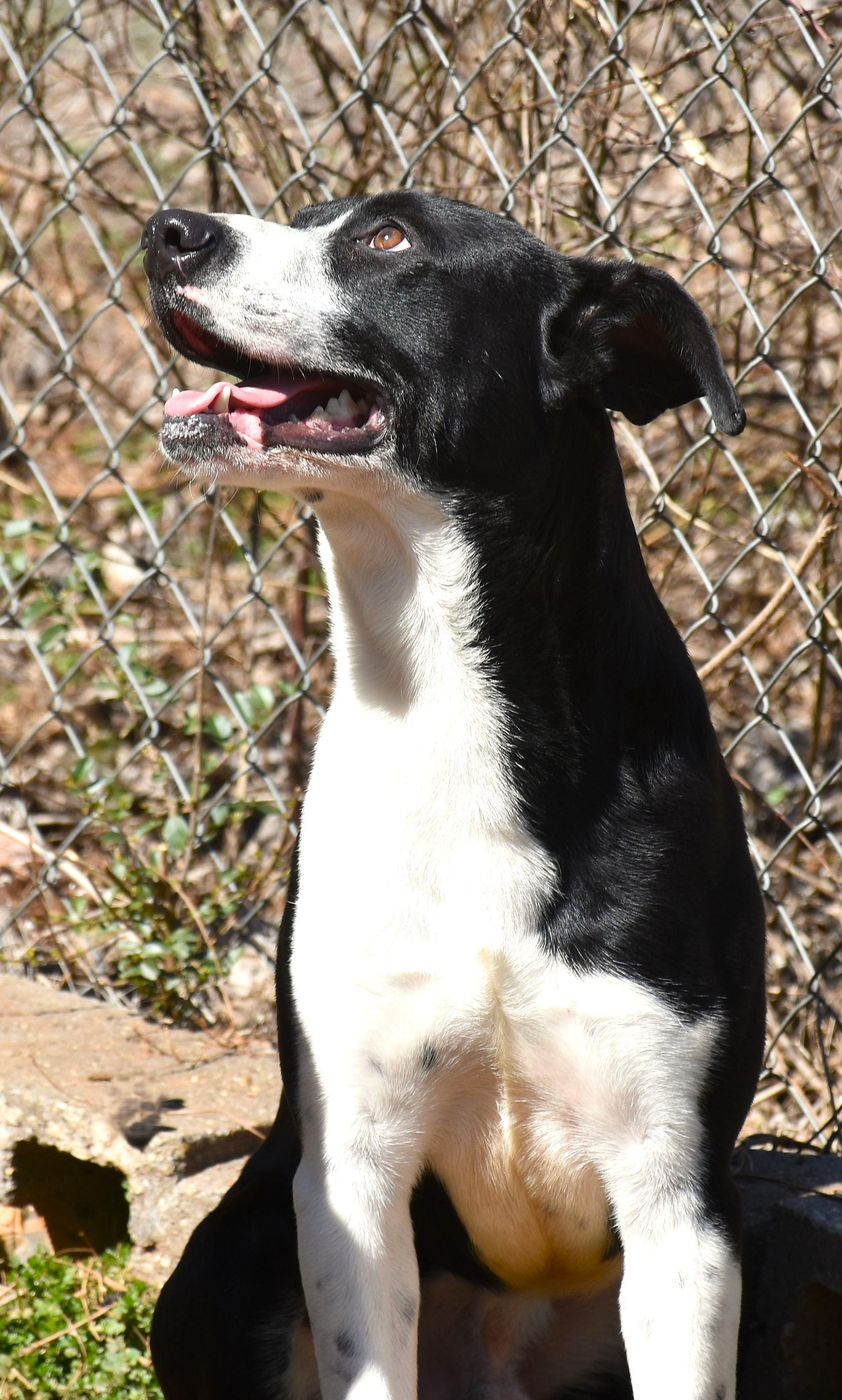 Hank, a Adoptable mixed breed in Wedowee, AL image 2/6