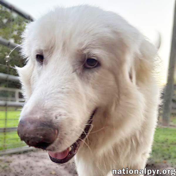 Nimbus in GA - Playful & Gets Along With Everyone!
