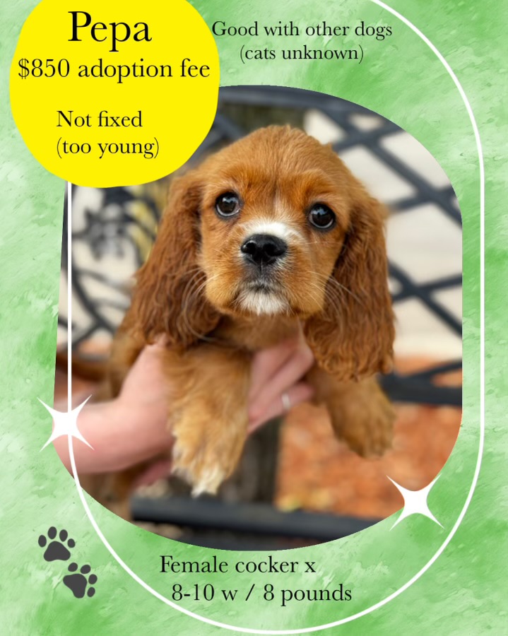 Pepa, an adopted Cocker Spaniel in Manchester, CT_image-1
