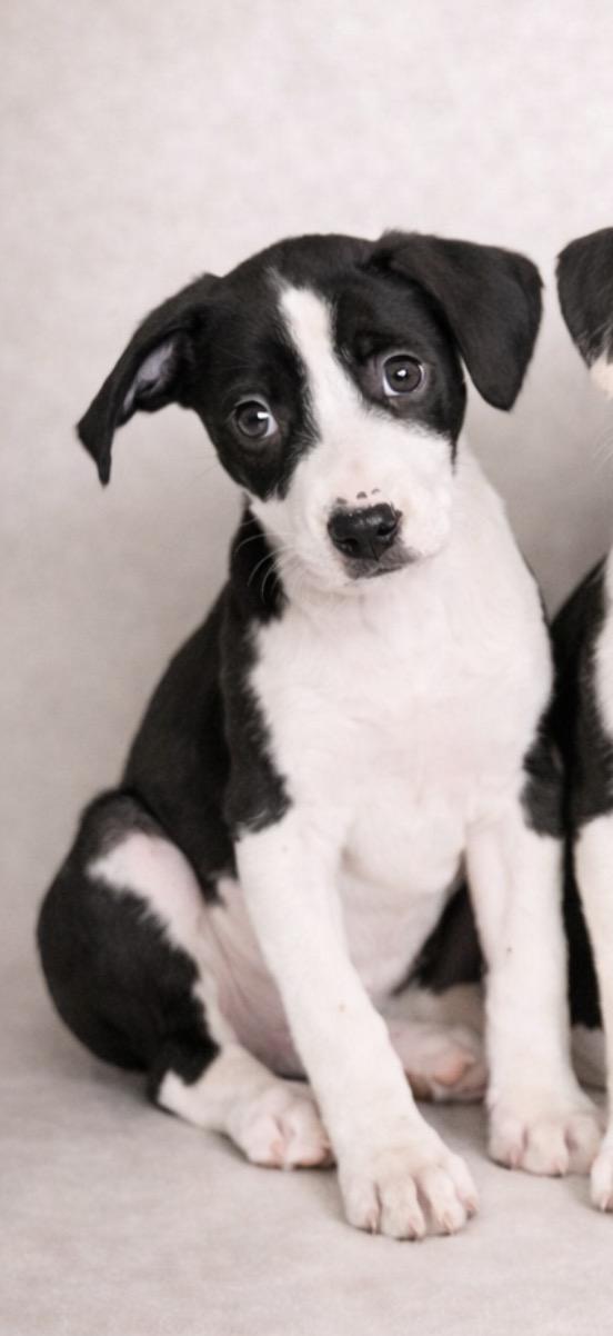 Perdi , a Adoptable mixed breed in Baton Rouge, LA image 1/2