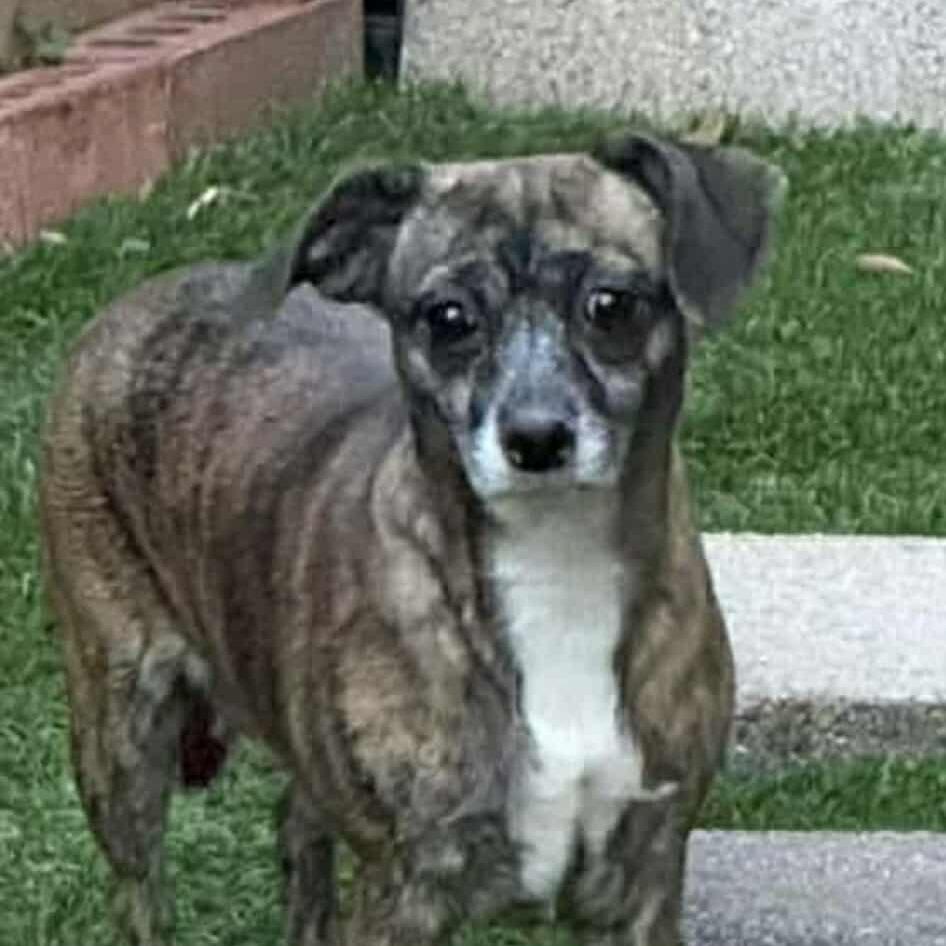 Amaryllis D9605, Adoptable, Senior Female Jack Russell Terrier & Dachshund.