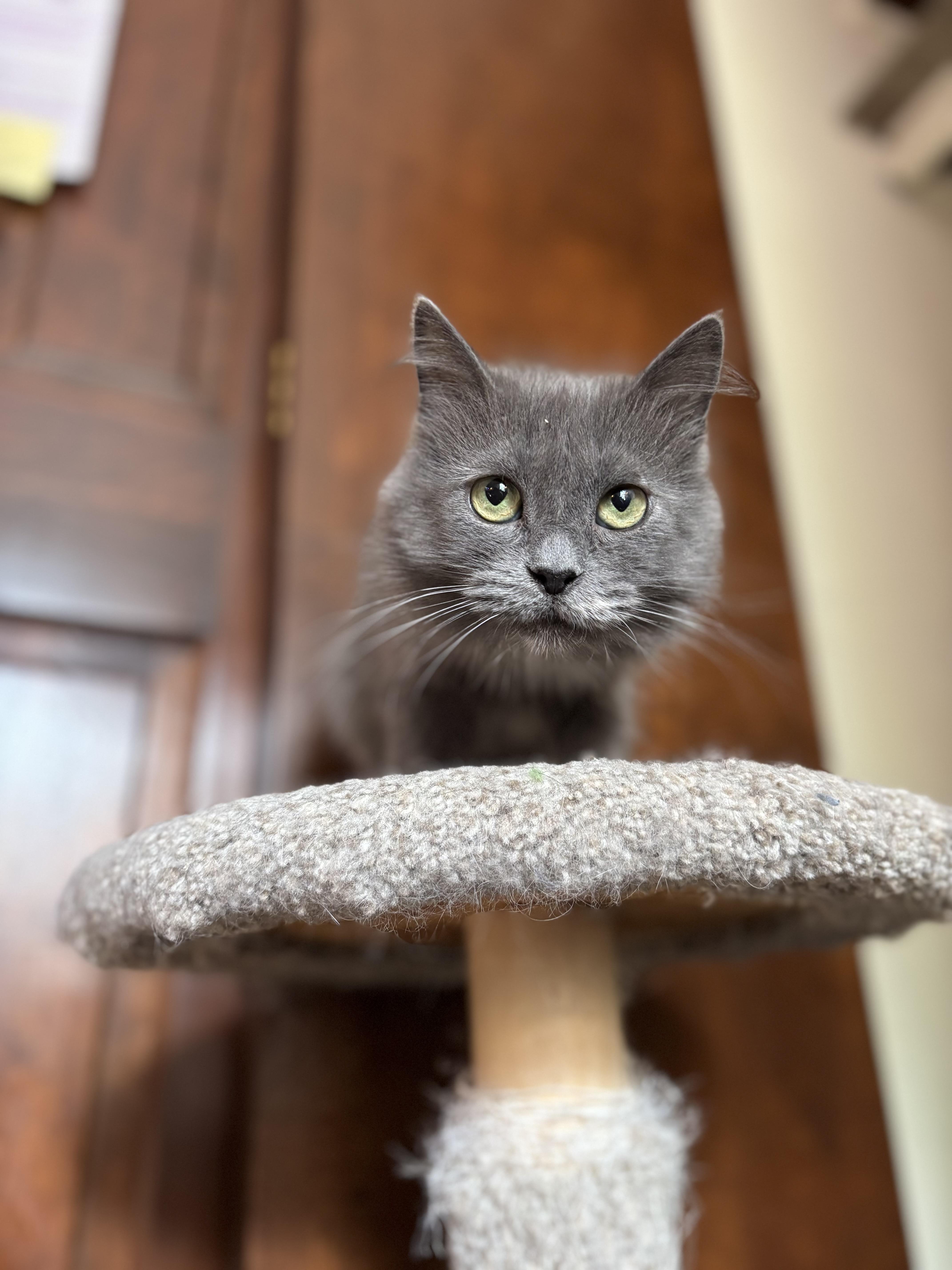 Puddle, a Adoptable Domestic Long Hair in Ortonville, MI image 6/6