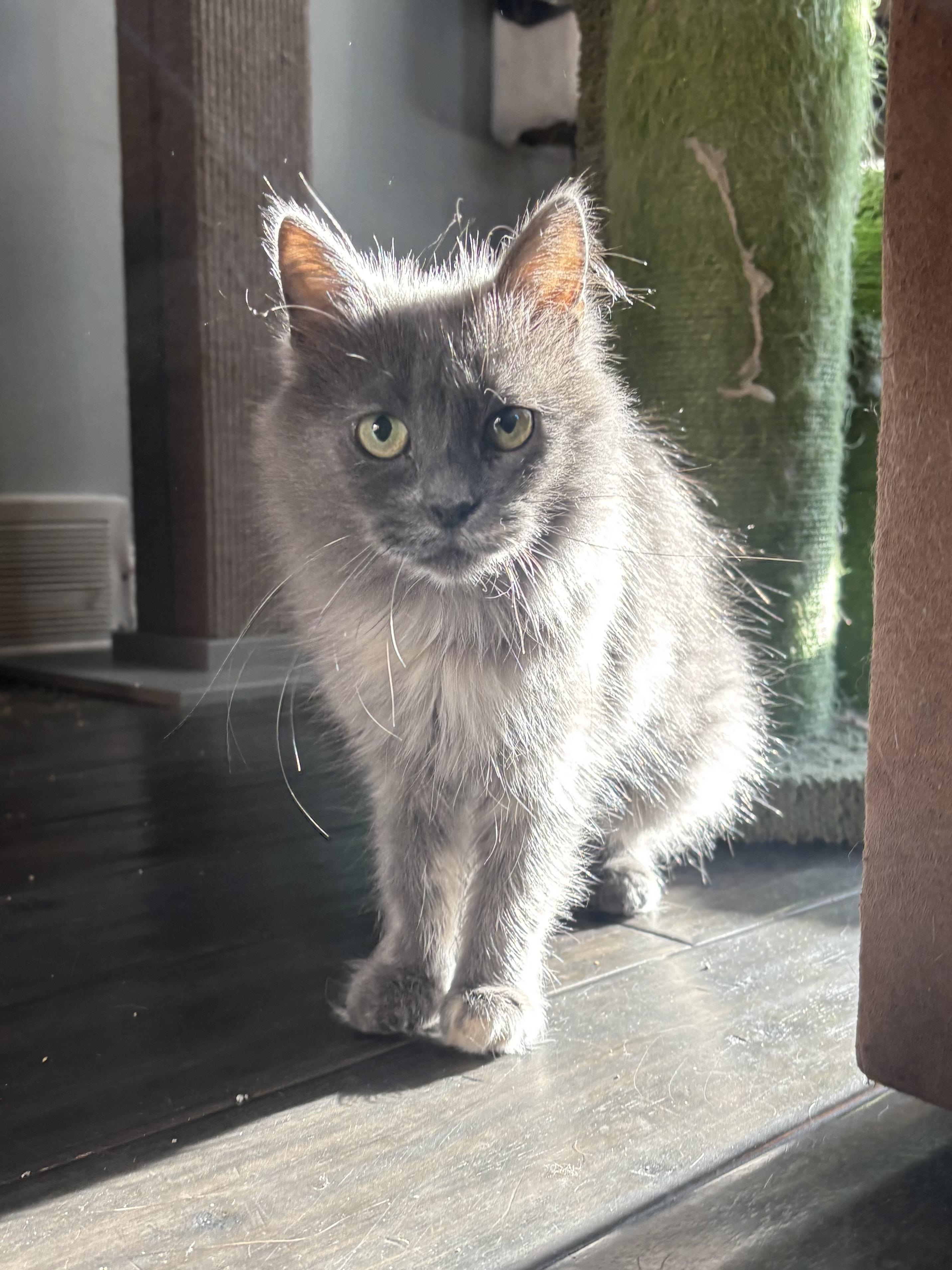 Puddle, a Adoptable Domestic Long Hair in Ortonville, MI image 5/6