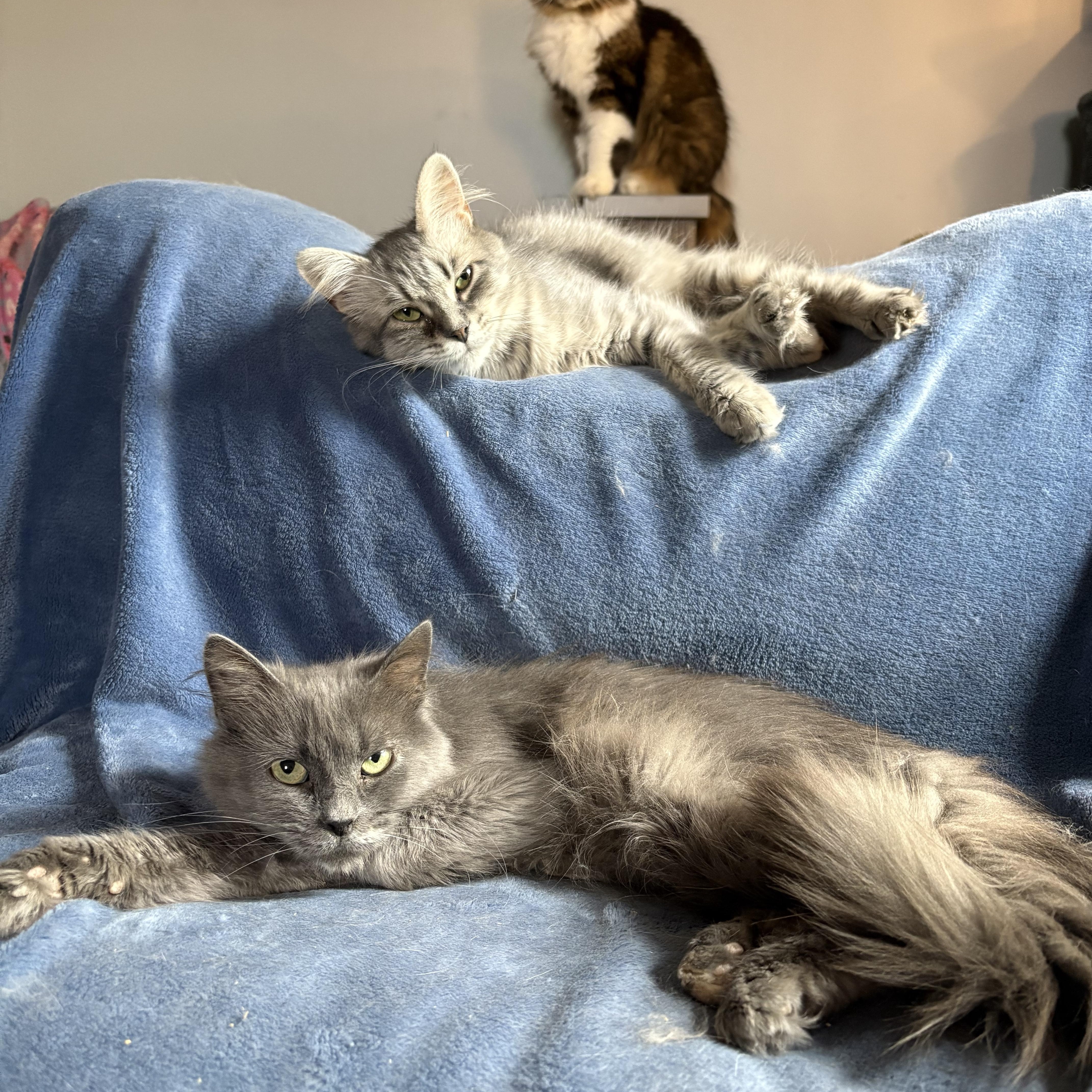 Puddle, a Adoptable Domestic Long Hair in Ortonville, MI image 3/6