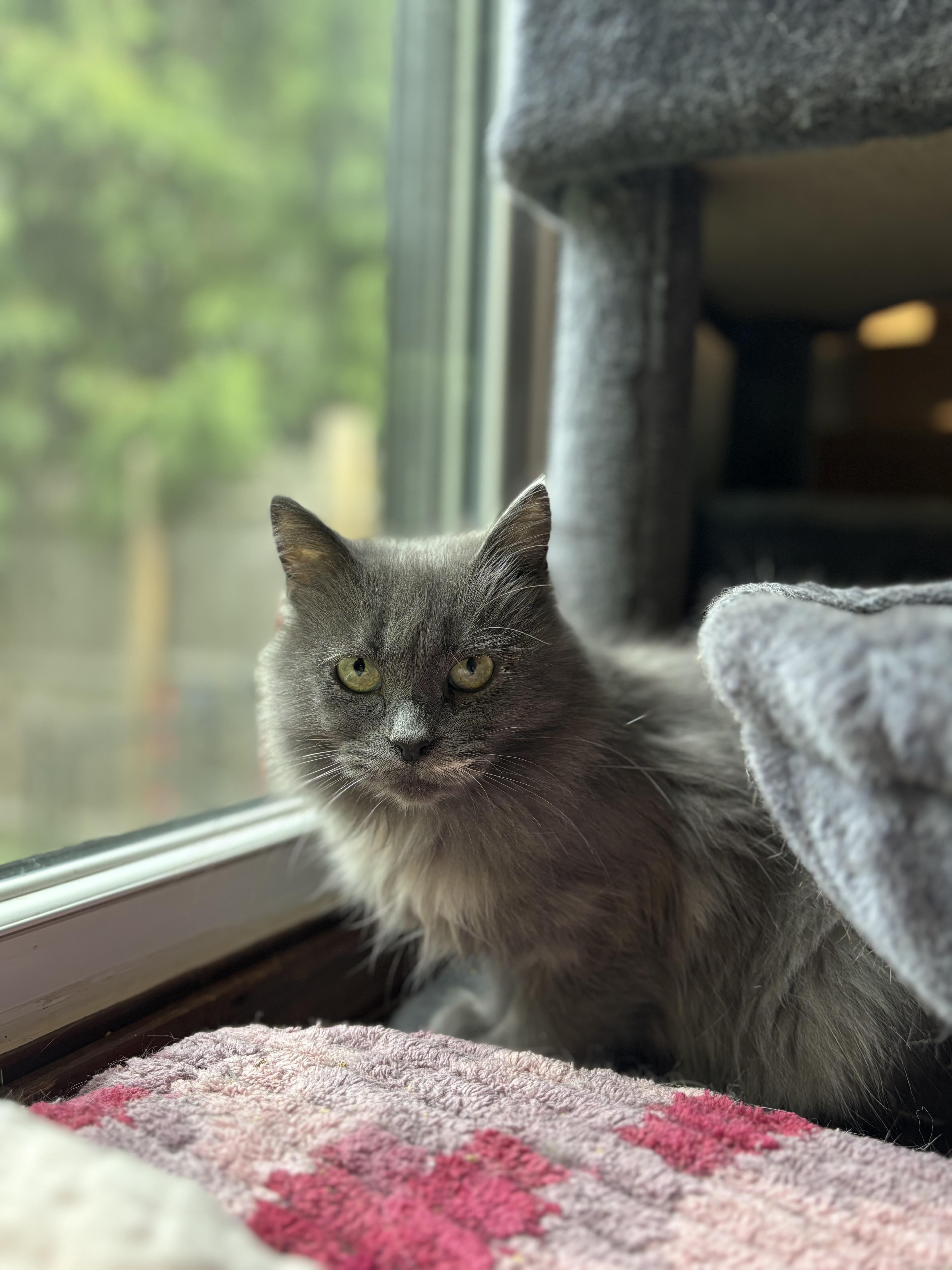 Puddle, Adoptable, Senior Female Domestic Long Hair.